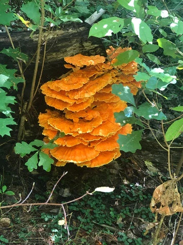 Edible-Chicken-of-the-Woods-Fungus