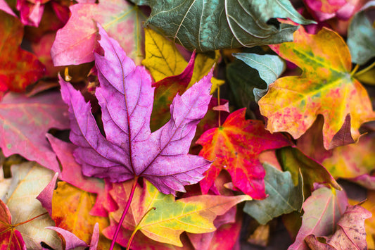 Soap Scents That Inspire This Fall