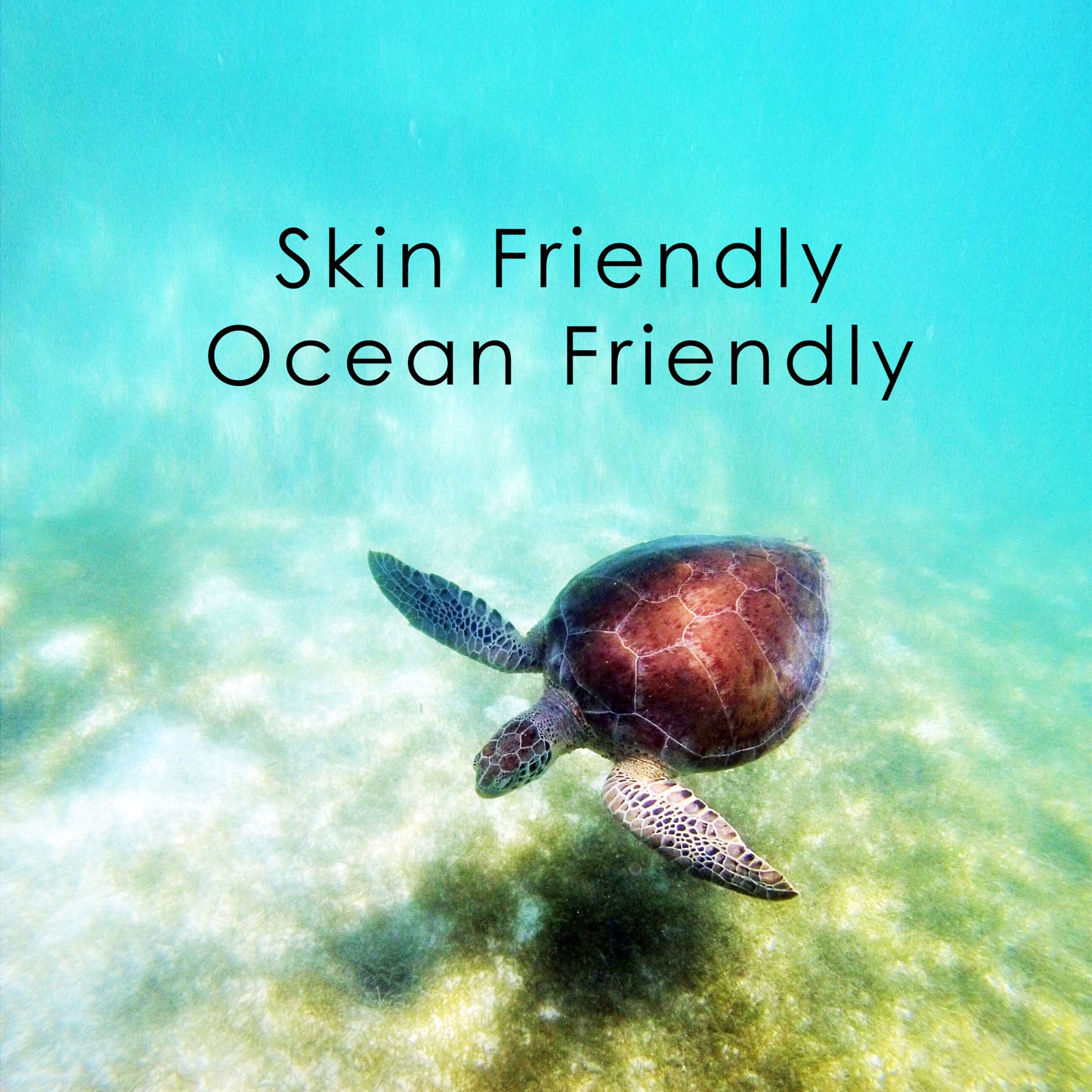 Admire the beauty of a majestic sea turtle swimming in the crystal-clear ocean waters
