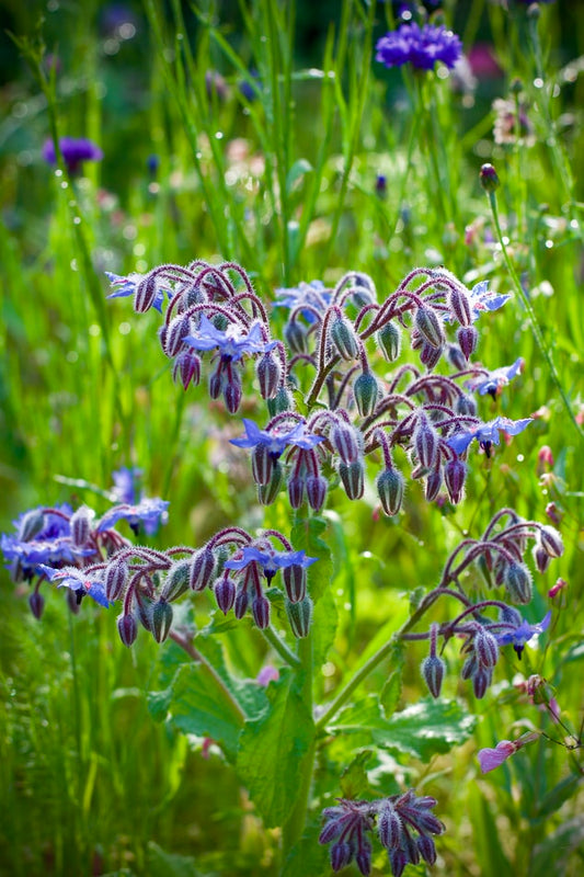 4 Secret Benefits of Borage You'll Love