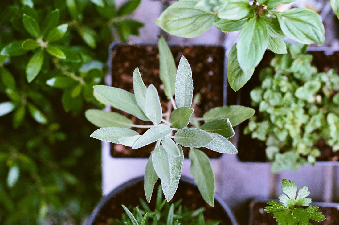 How Gardening Helps with Anxiety & Depression